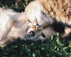 Top Cleaning Tips for Pet Owners